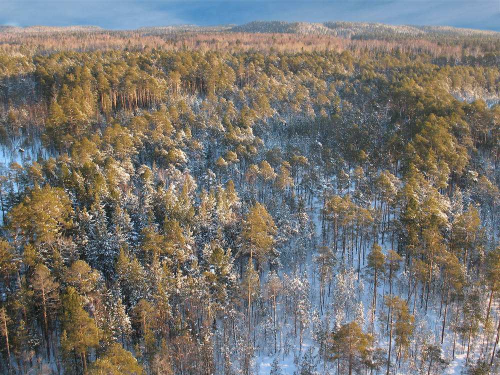 为什么草原不会长树?科学解释原来是这样!