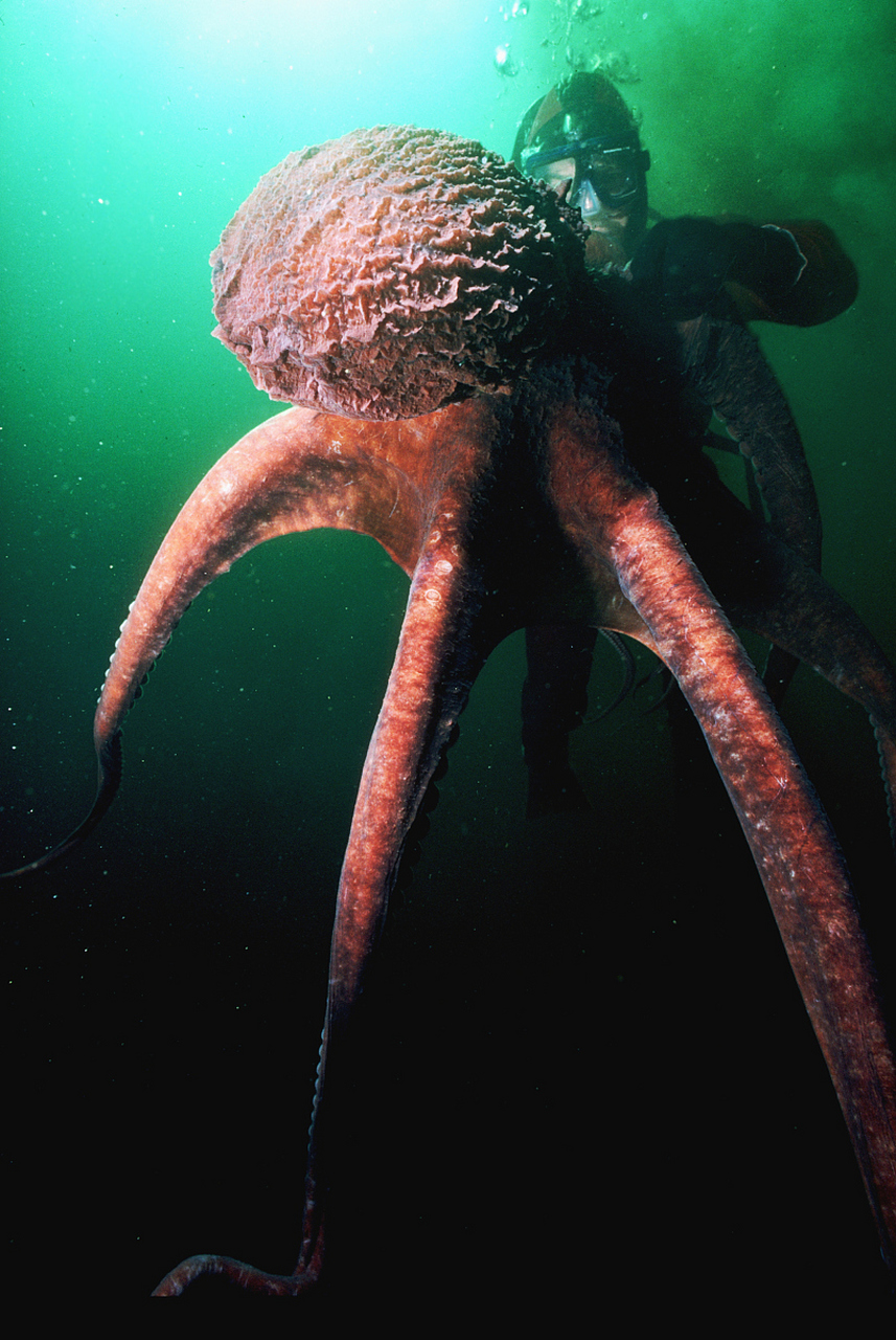 深海生物,通常指生活在深度 200 米或更深的海水抑或海底热泉中的生物