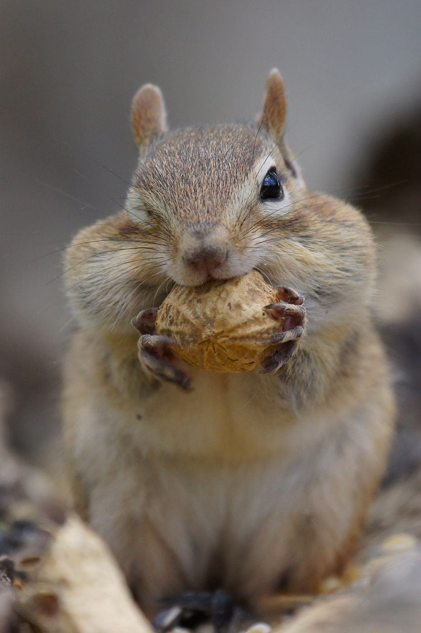 仓鼠吃花生,一口一个,横着不行竖着来##小仓鼠的日常# ##搞笑萌宠
