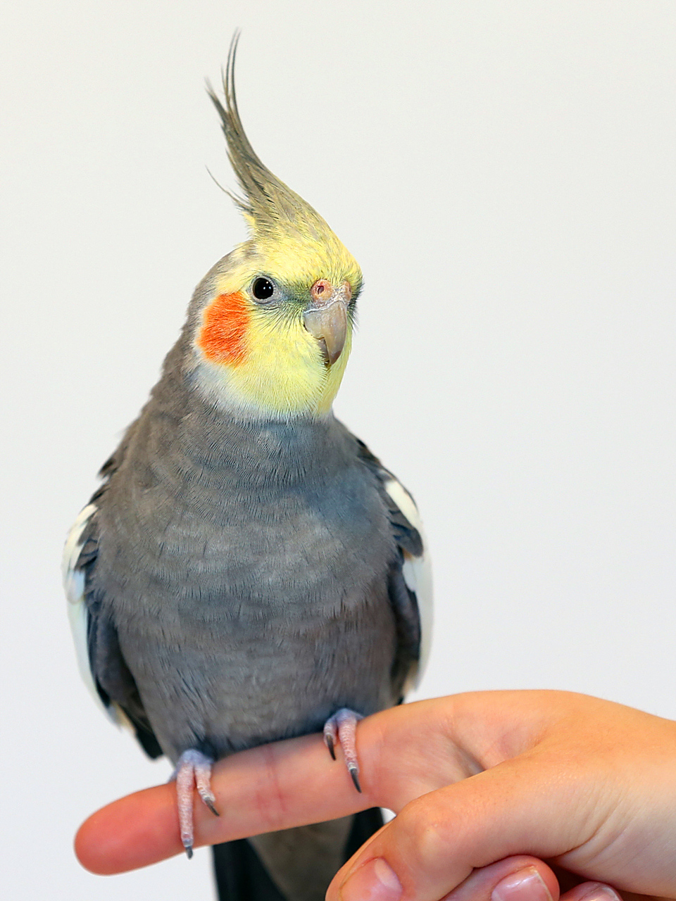 现在饲养鹦鹉鸟宠已经是非常普遍的了,就目前开放可合法饲养的鹦鹉