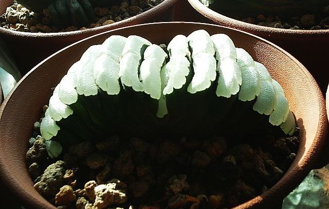 多肉玉扇怎么养?