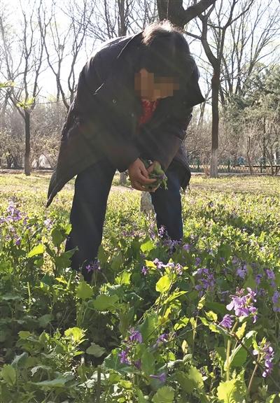 挖野菜大军涌入公园"掐尖儿"