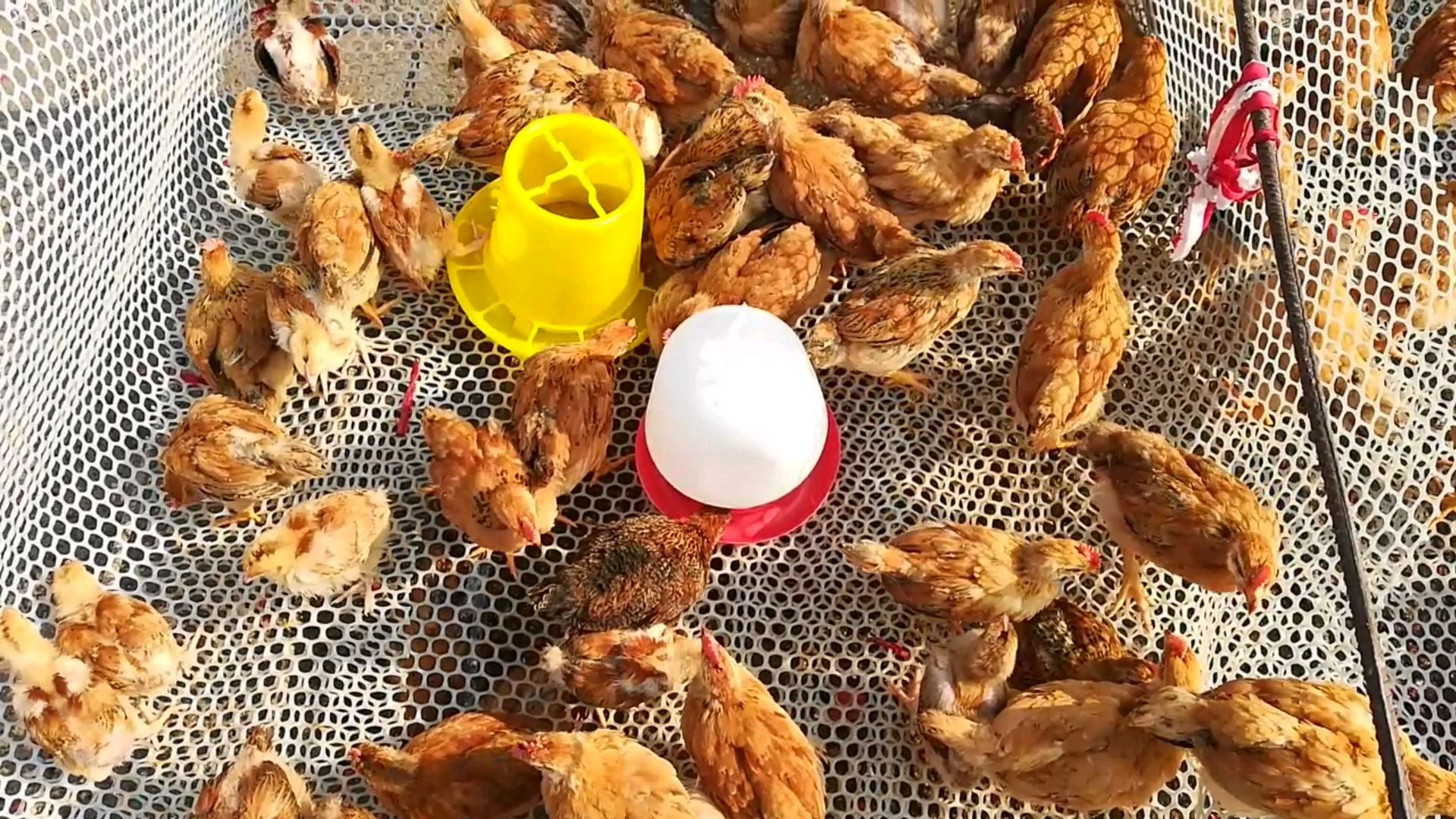 农村大集上的小鸡小鸭小鹅