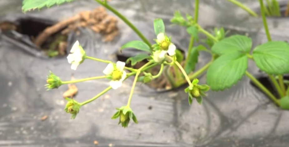 草莓的疏花疏果居然还有这作用,你想到了吗?