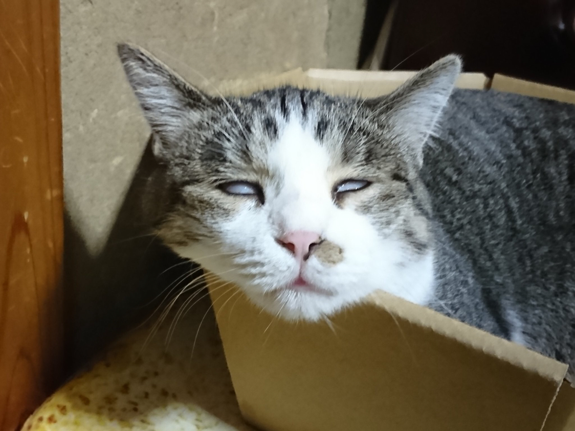 女孩回家看到猫咪翻白眼了,以为出了什么意外,谁知道后来