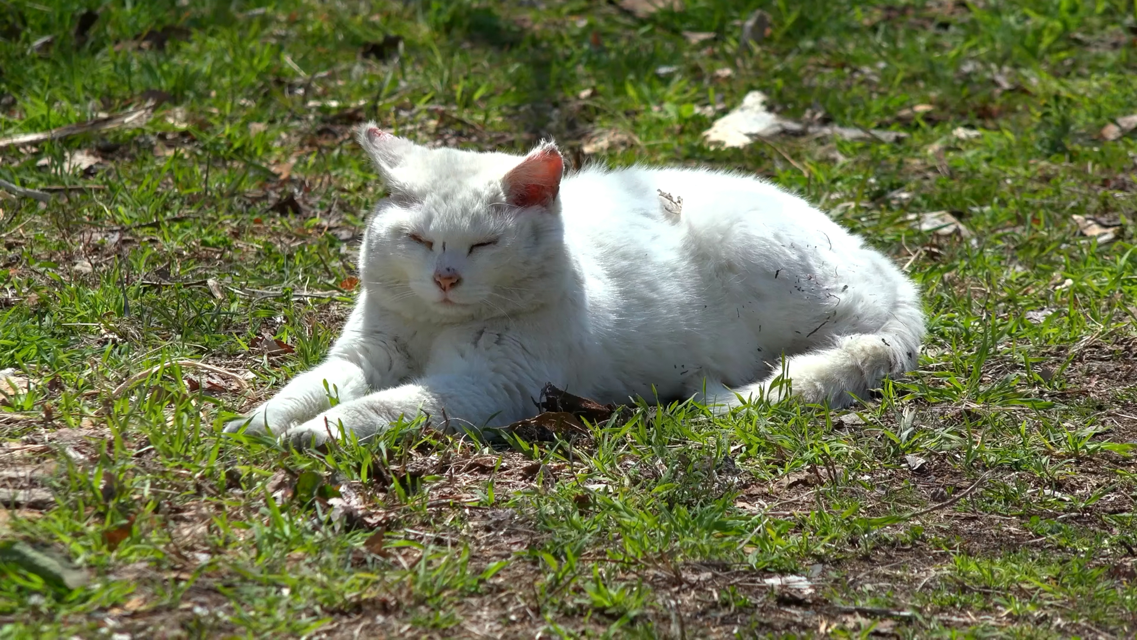 在田地旁边趴着的猫,它好像正在睡觉,地上的野草已经开始野蛮生长