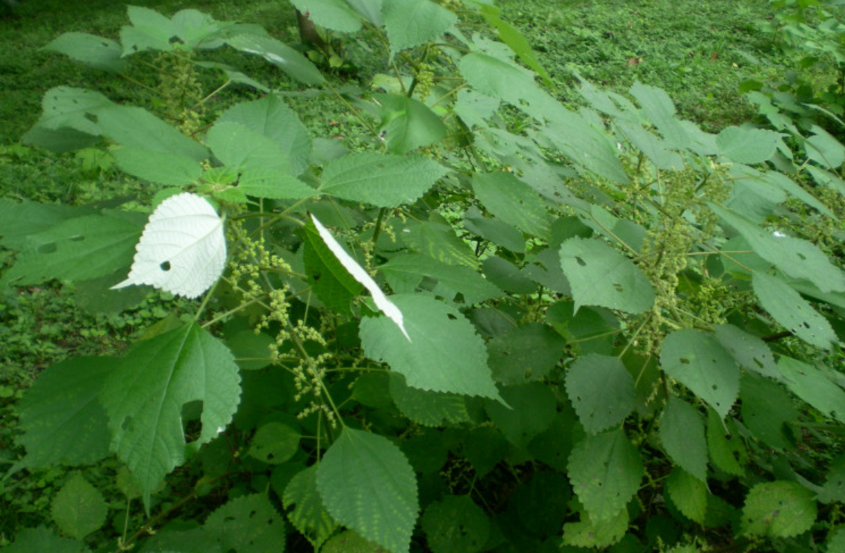中国传统农作物,麻的种植与应用
