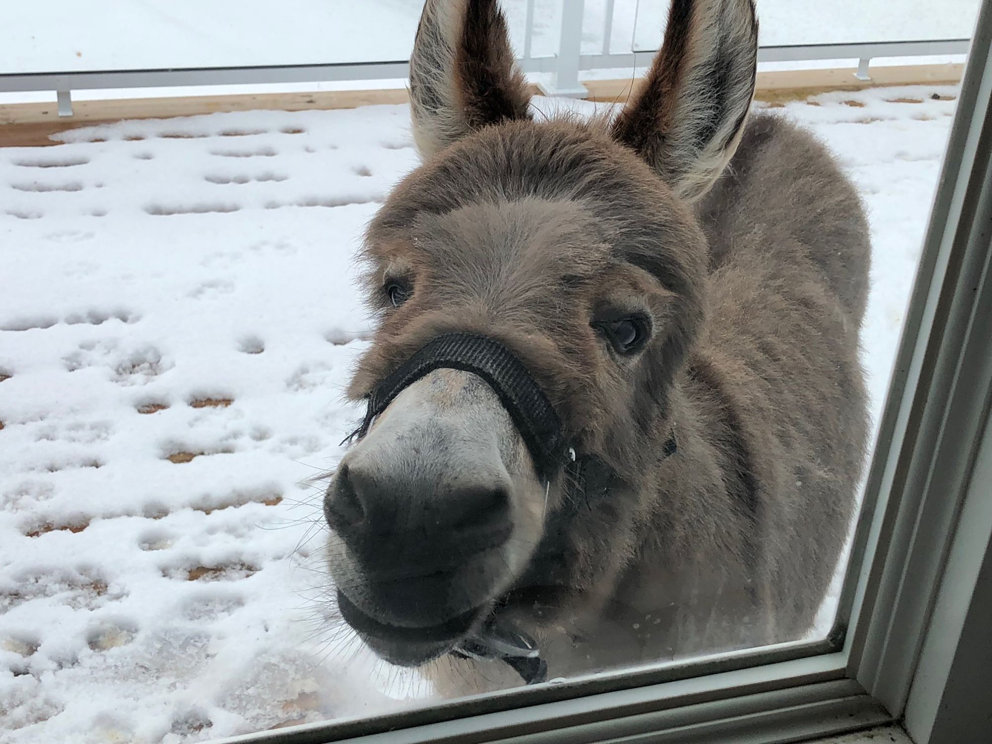 迷你驴在家里养久了,真把自己当成汪星人了,每天就爱扔枕头玩