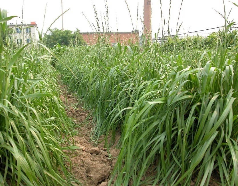 植物知识科普,小编带你了解多花黑麦草