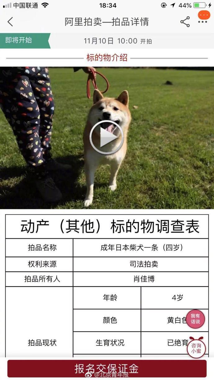 柴犬身高图片