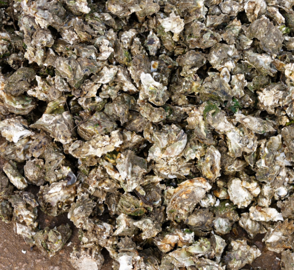 海边有摆摊售卖的,带皮的新鲜海蛎子10元3斤.