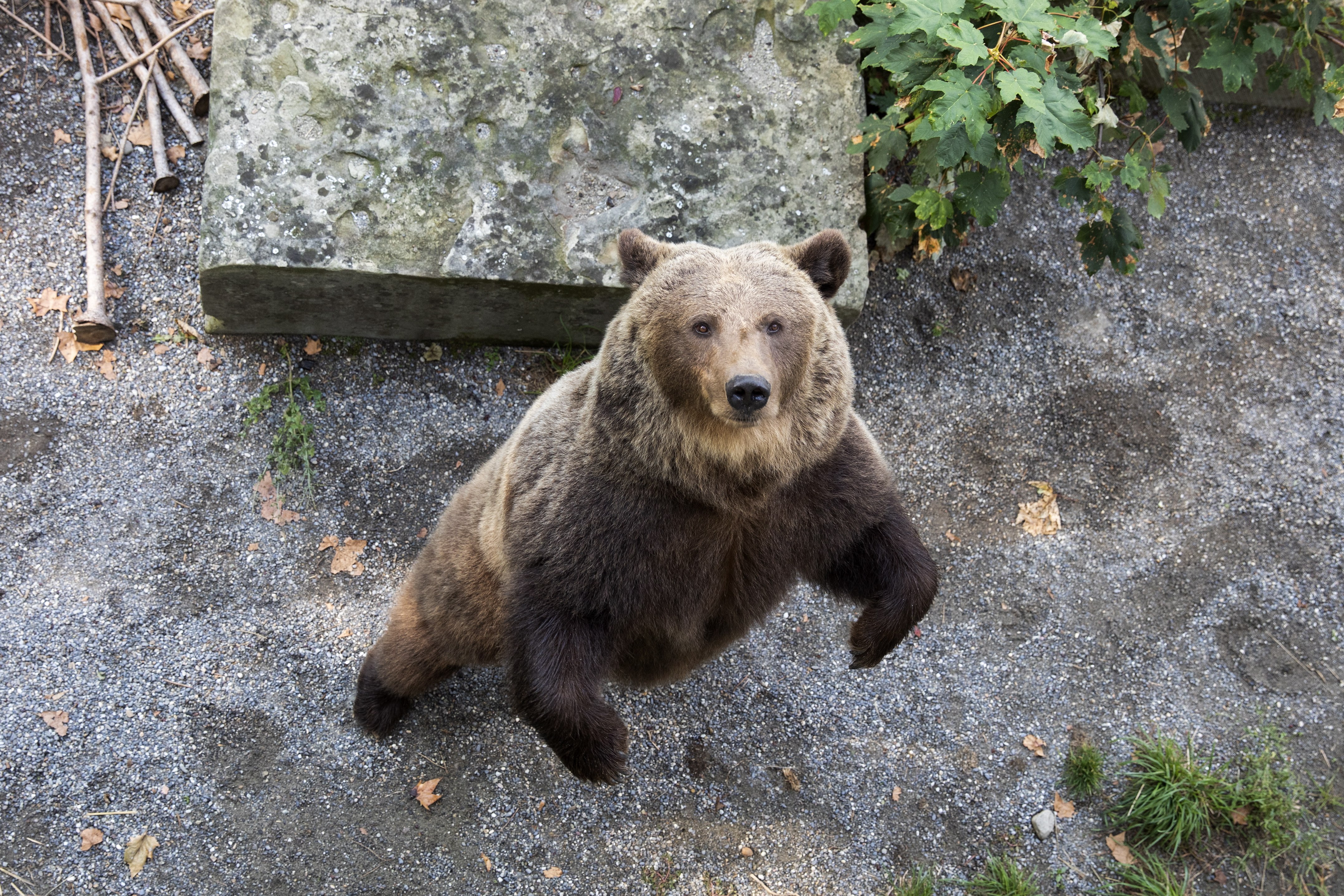 伯尔尼动物园的棕熊