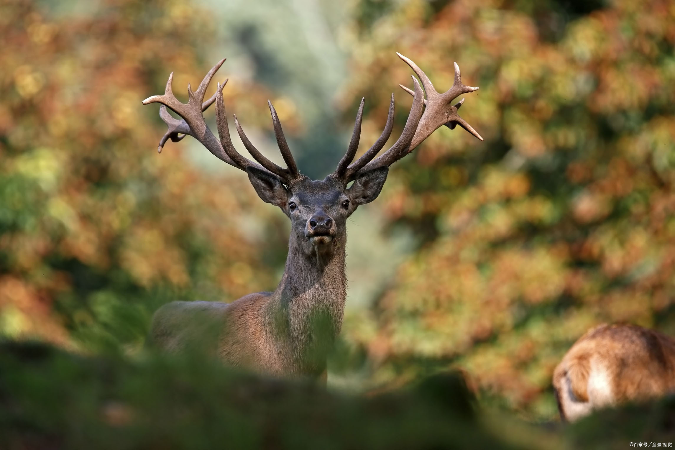 营养物质从饮食中供应到下层骨骼,然后从春天到整个夏天鹿角生长都很