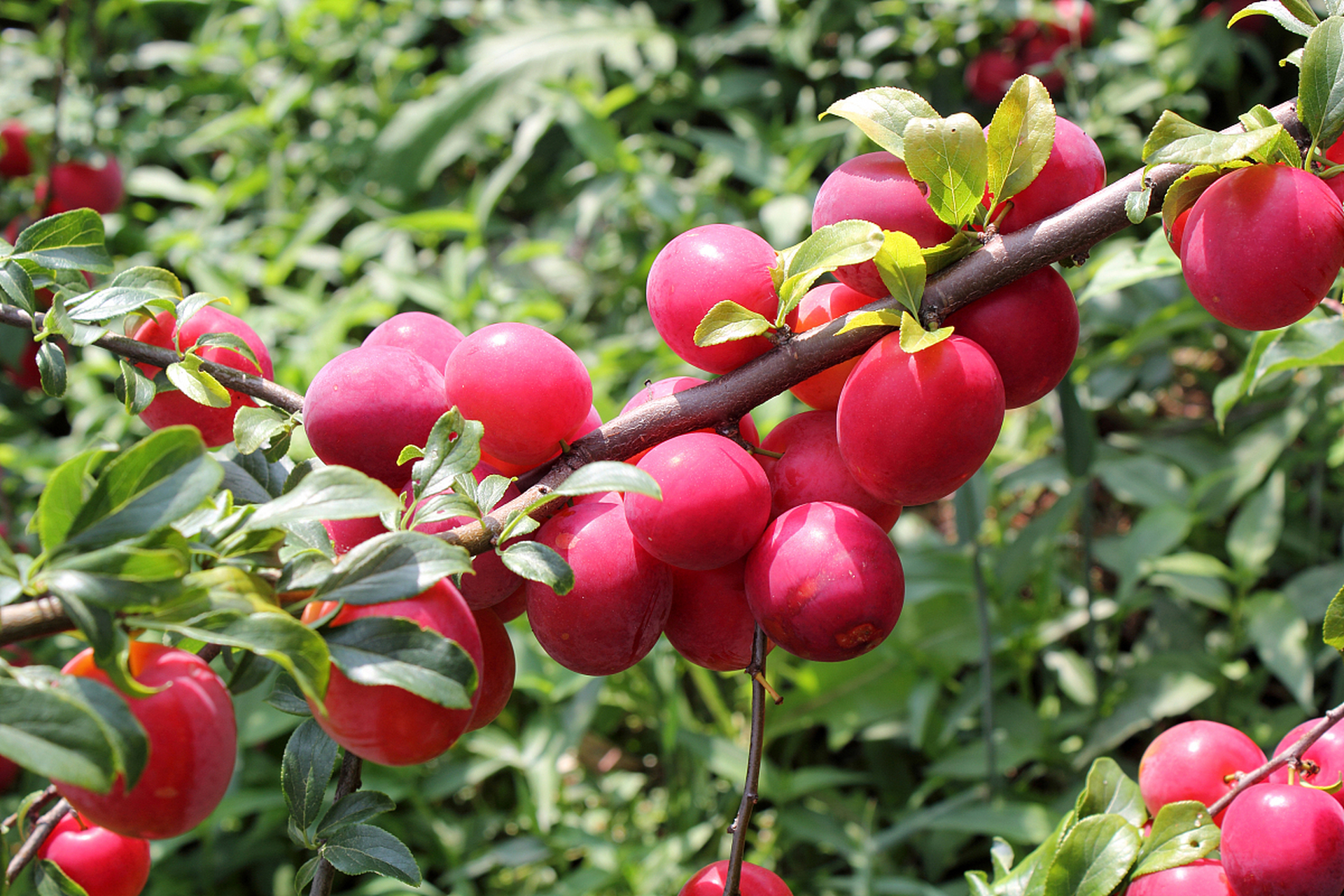 spectabilis)是一种美丽的落叶乔木,也被称为"海棠"或"红花海棠"