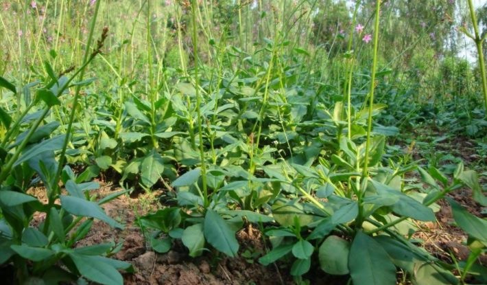 農村一種野菜,被稱之為