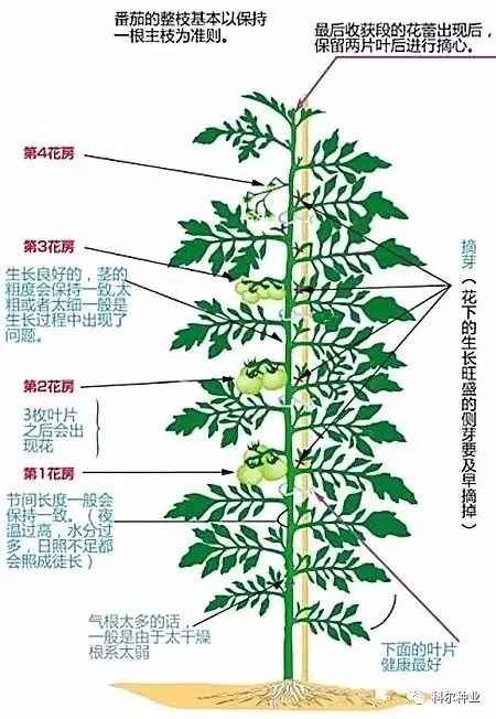 柿子树剪枝明细图图片