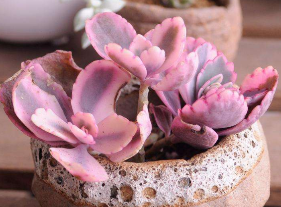 多肉植物玉吊钟,它美丽迷人,养护时要注意这些问题