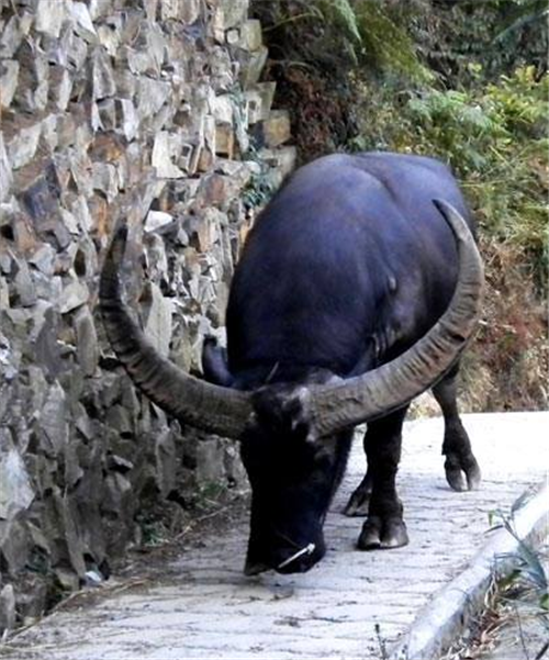 28岁牛王去世,500余人赶来为它送葬,生前为主人赢得13万奖金