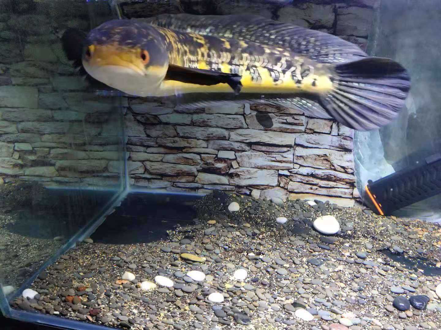 印尼婆罗洲加里曼丹河黑魔神,细纹,梅花点散开,无规律分布!