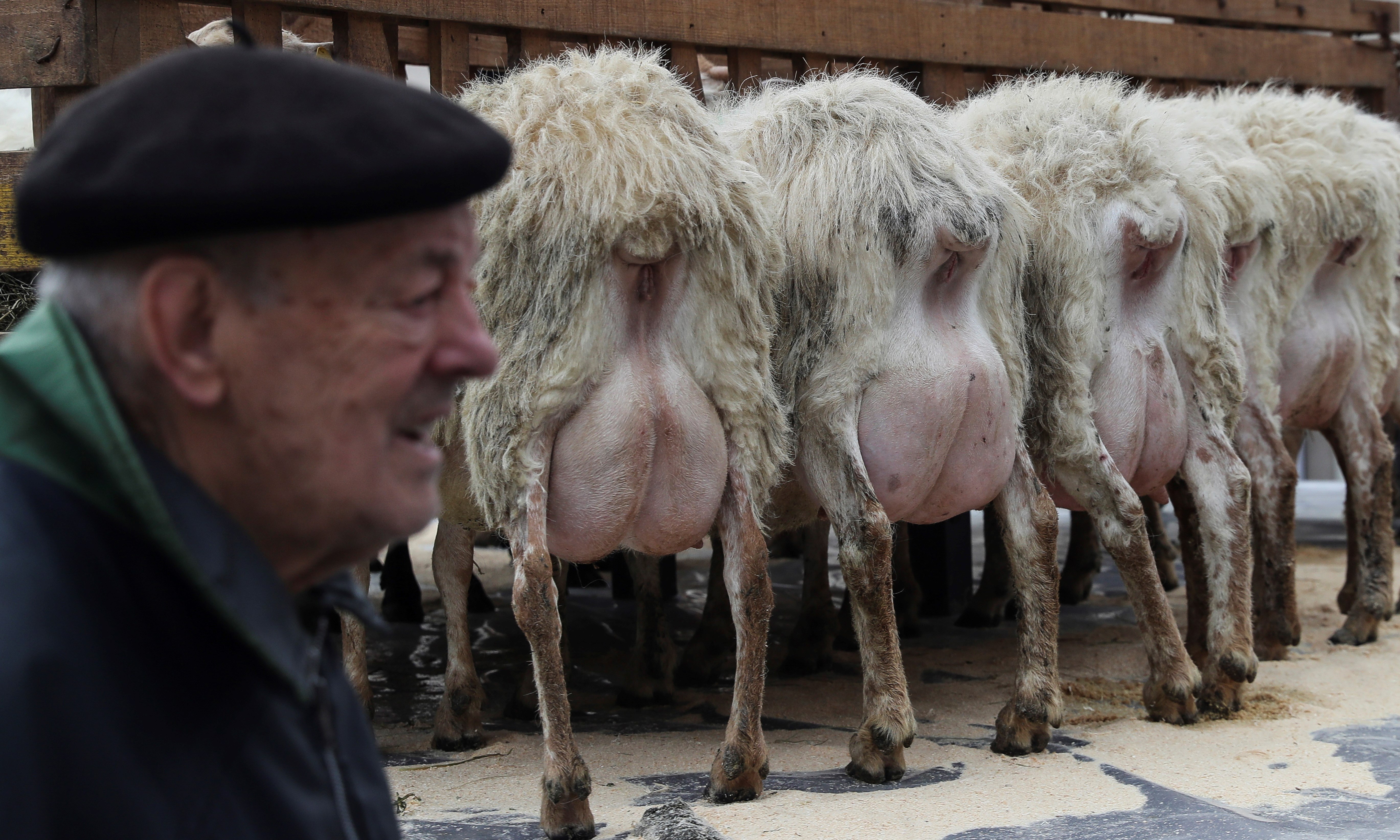 庆祝"巴斯克牧羊人日"(2)