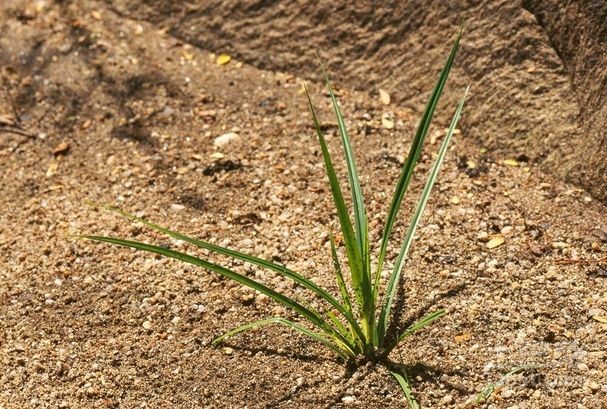 香附子雷公头 - 热门商品专区