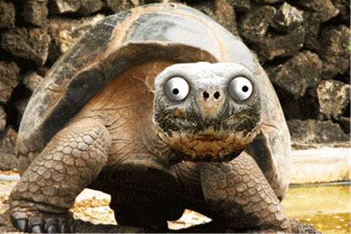 "千年的王八万年龟"下半句更有哲理,讲出了一种动物的"精明"