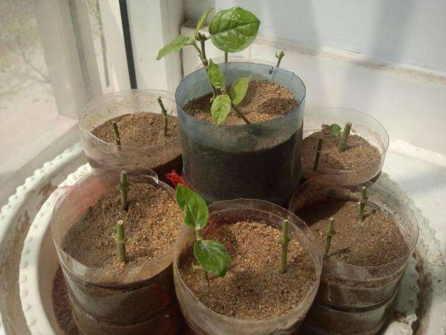 这"3种花"现在扦插,剪个枝插盆里,很快就冒新芽,成活率高!