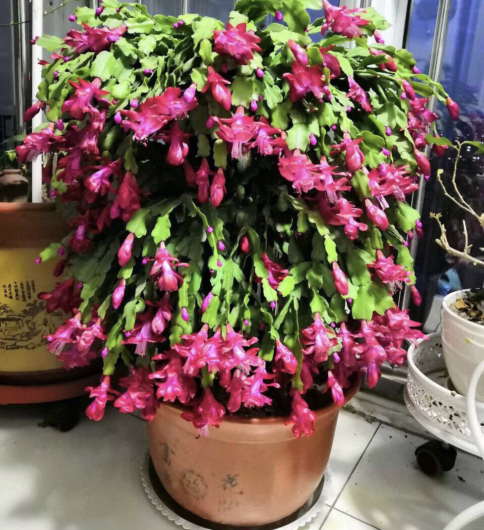 嫁接的蟹爪兰怎么养?做到这"一点",开成一棵花树,层层都是花