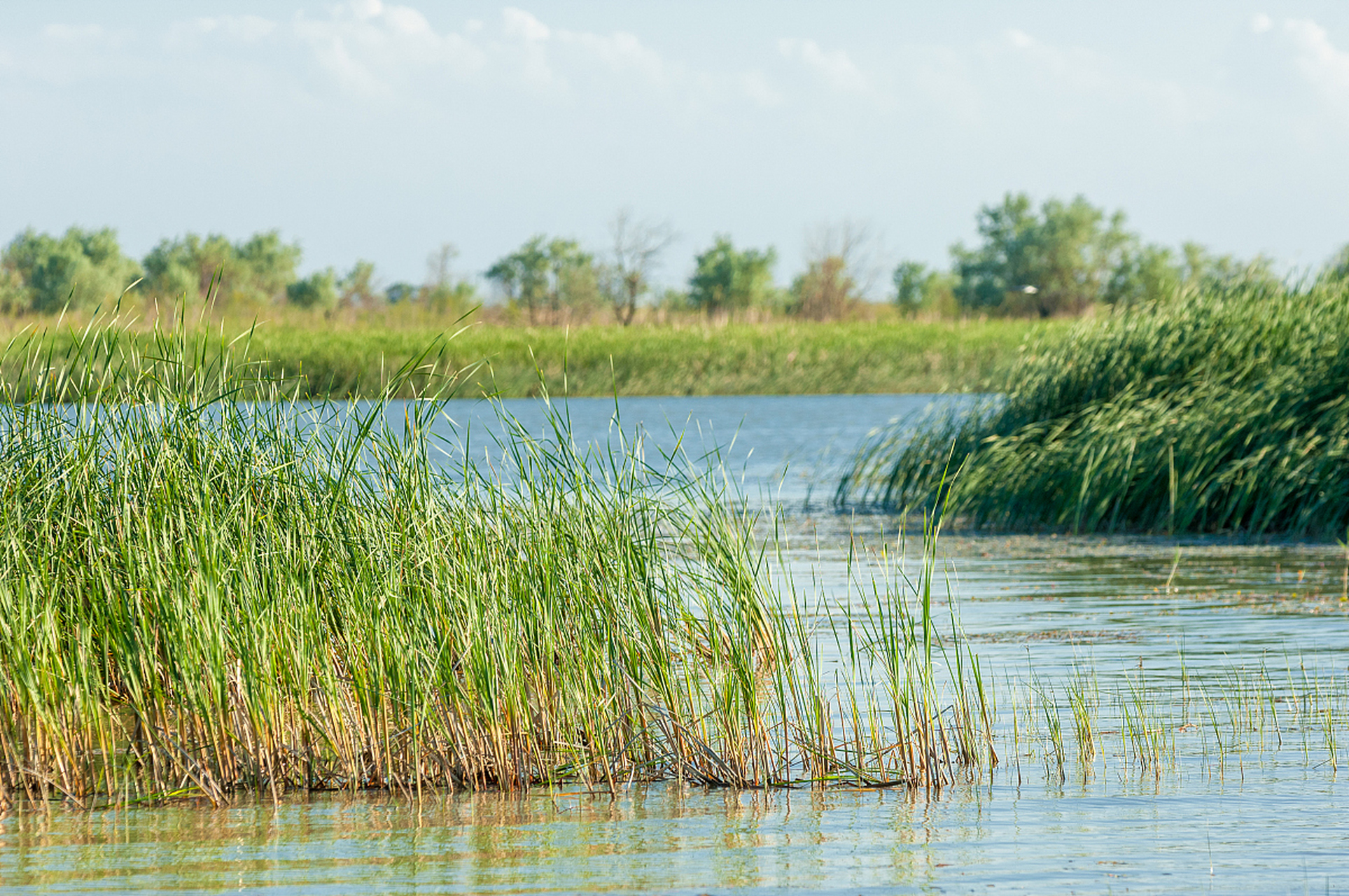 衡水湖夏日生态游#  湖中水生生物丰富,荷花盛开,各种水鸟翩翩起舞