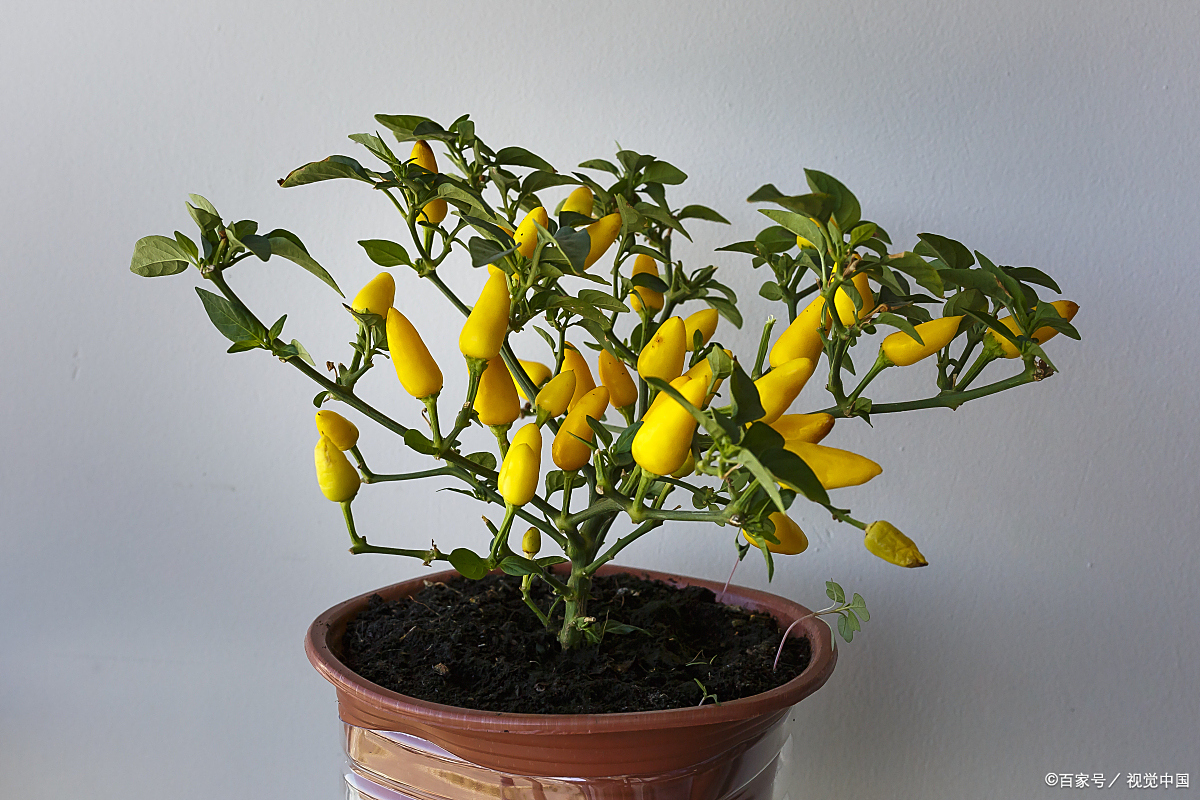 如何在家中成功养殖佛手呢?盆栽佛手的家庭养殖方法介绍