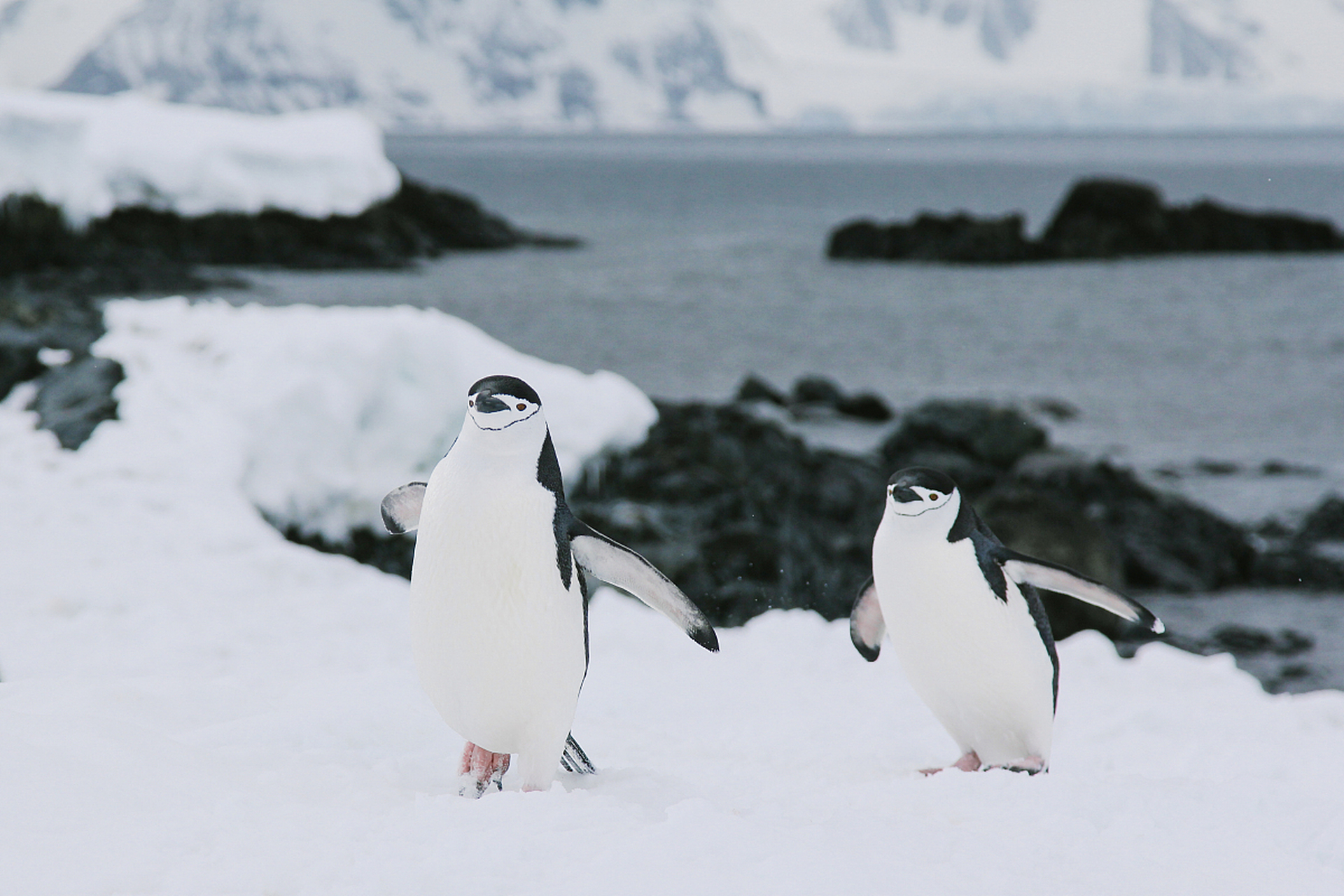 冰天雪地里出现两只萌萌的小企鹅,大摇大摆的样子,太可爱了.