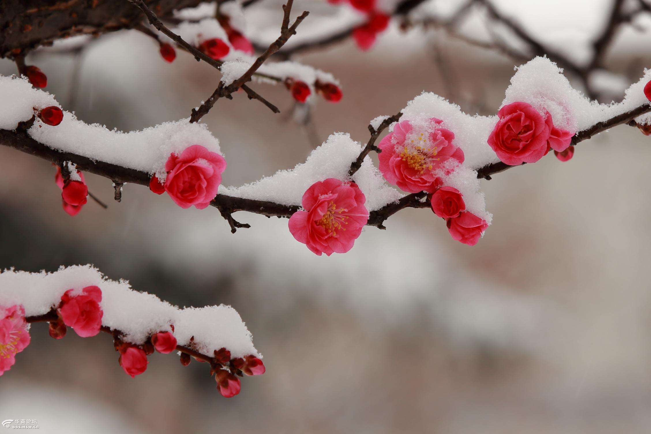 青松,雪梅,冬日里的一道美丽风景!