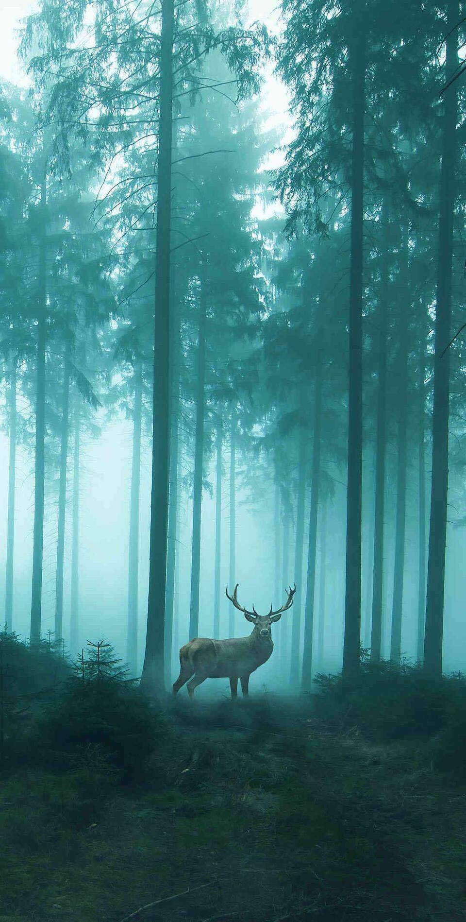 《林深时见鹿》