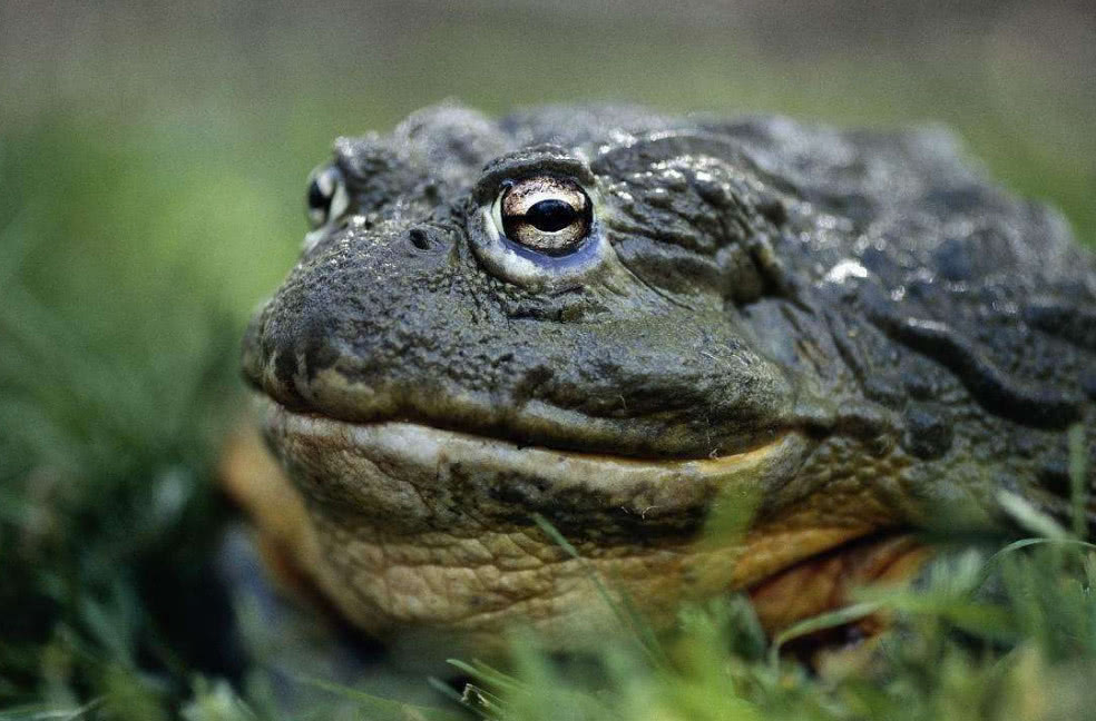 入侵中国"最丢脸"的三大外来物种,因太过美味被吃到渣都不剩