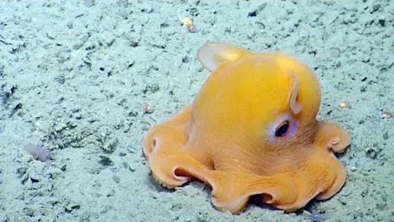 世界上最可爱的小章鱼,会捂脸会害羞,迷倒一片网友