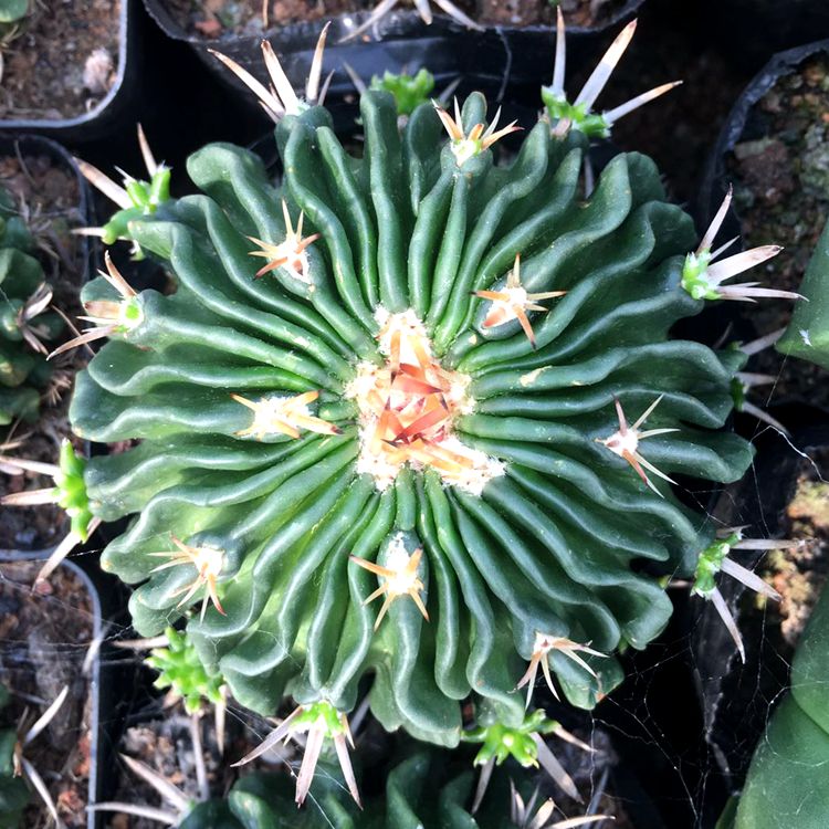 多棱玉:仙人掌科(cactaceae 多棱球属(stenocactus)