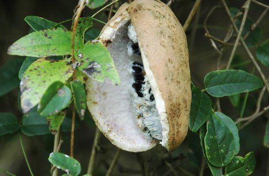 舒城有种野果子,吃全凭运气,有钱也买不到!