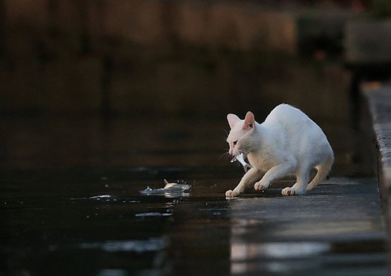 猫咪抓鱼,这姿势一看就是老手