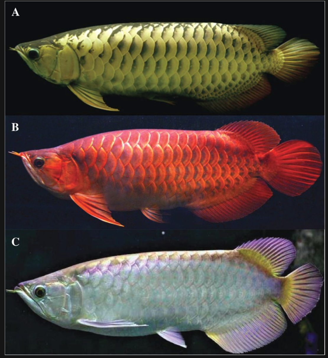 鲤鱼跃 - 优质问答专区
