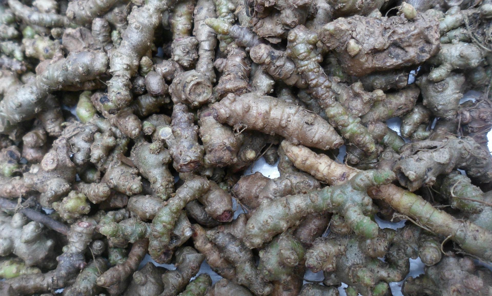 这种"生姜"长在树上,价值不亚于人参,还能降三高呢