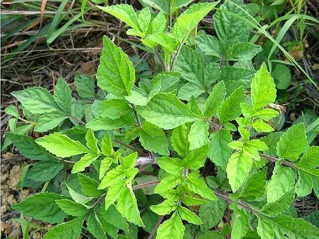 中药石见穿的药用价值 石见穿的功效与作用有哪些