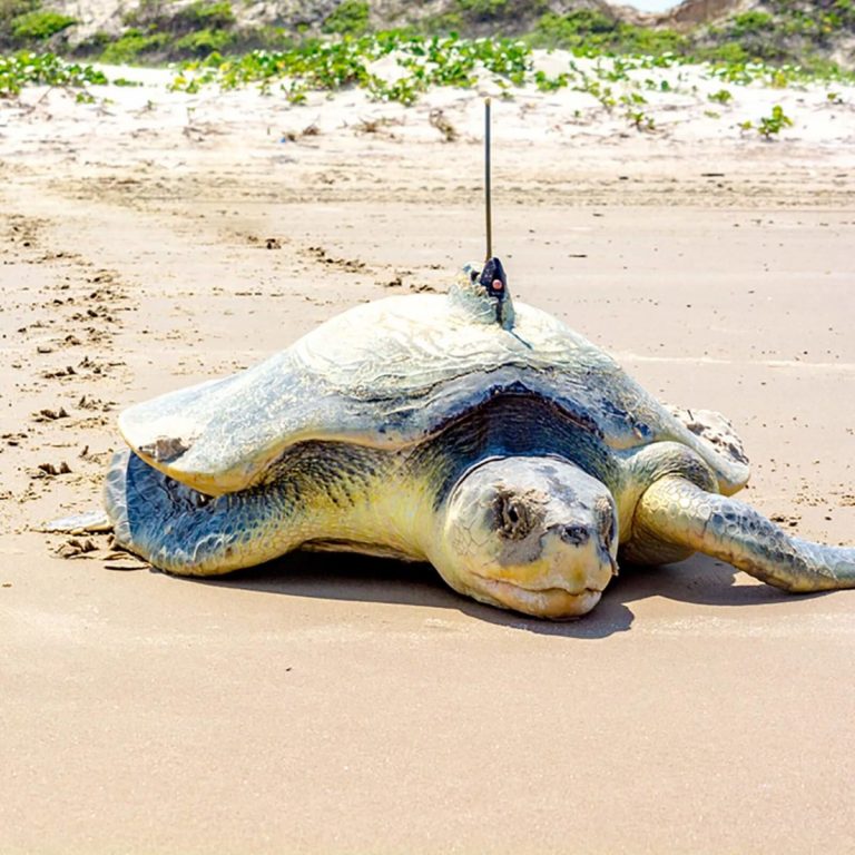 您能根据这些脚印猜出是什么动物吗?