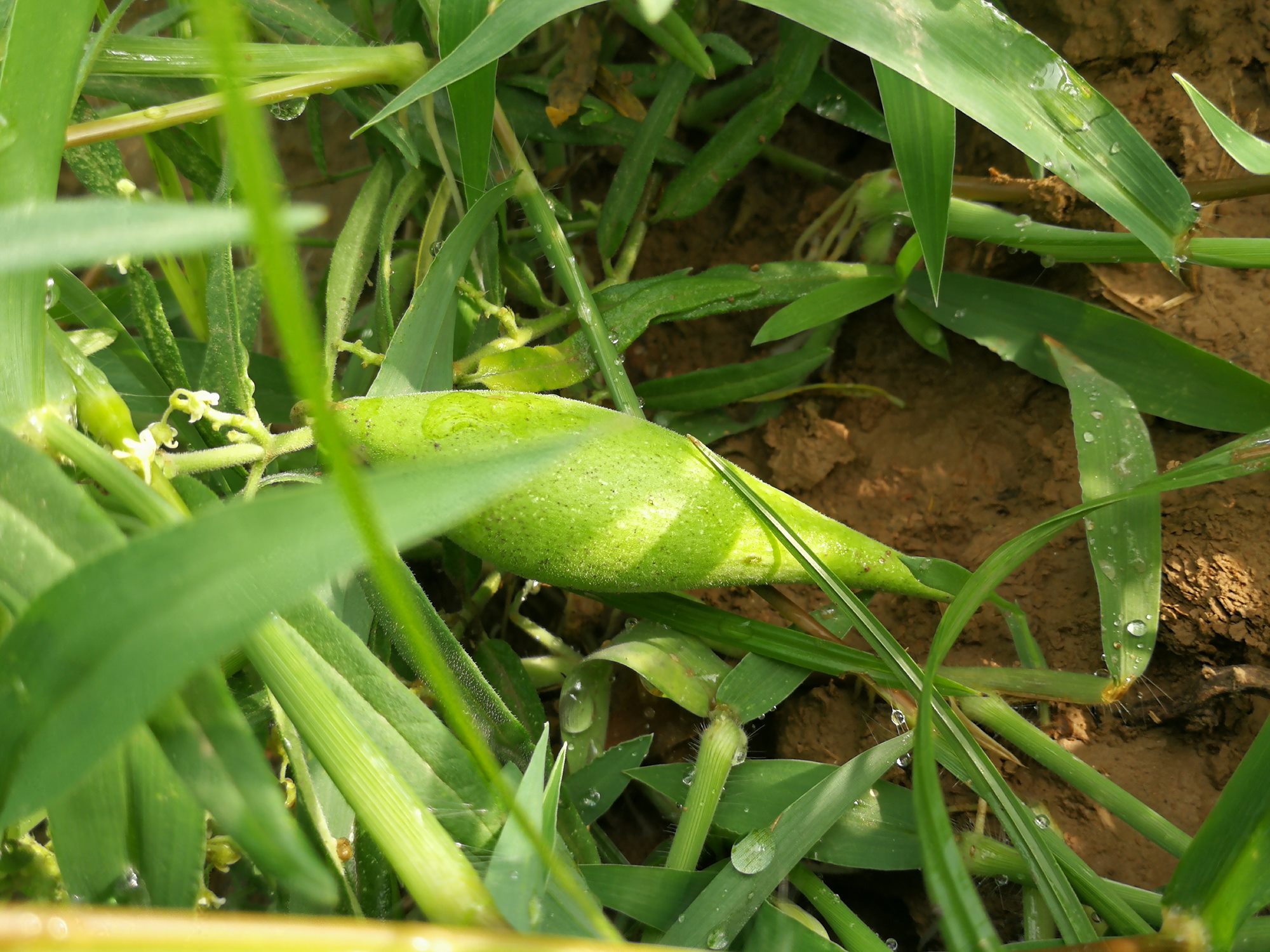 农村的地稍瓜,味道又脆又甜,很多人没尝过,现在很难吃到了