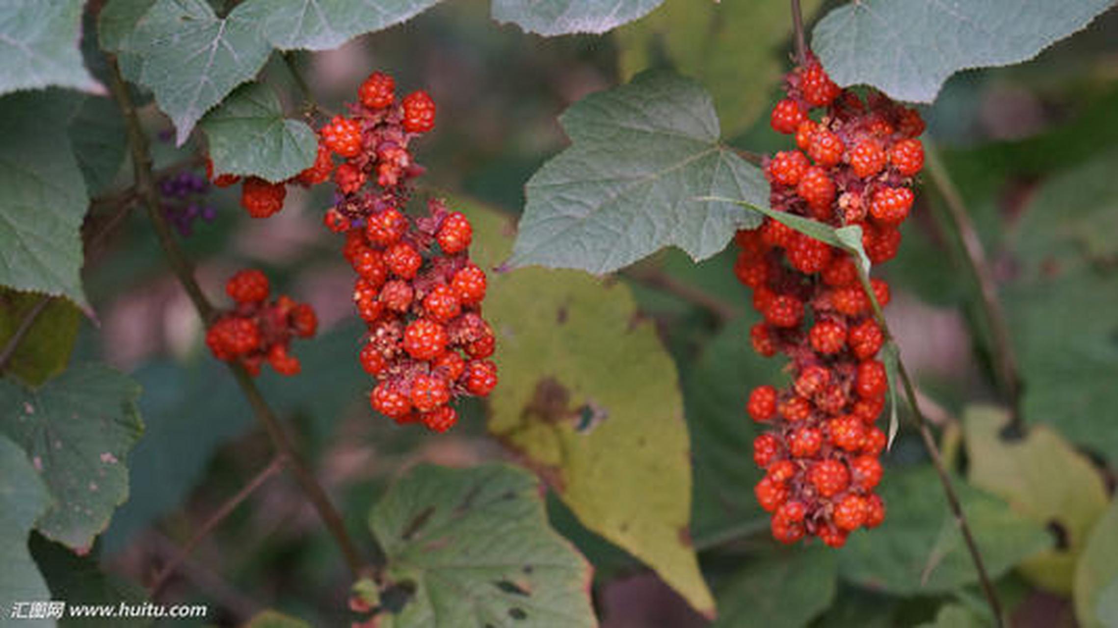 为蔷薇科植物寒莓的茎叶.具有凉血止血,解毒敛疮之功效.