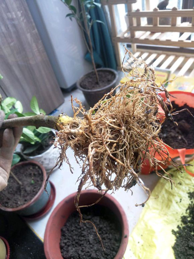 新买的胶泥土栀子花就洗根换盆,操作不当,大罗神仙也救不了