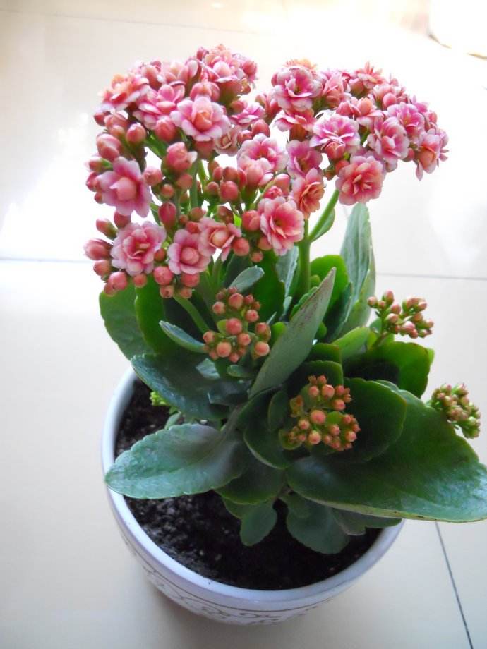 长寿花的家庭养殖方法