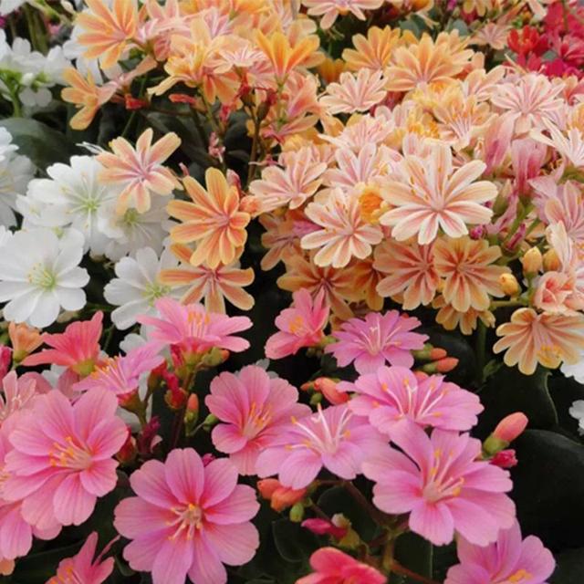 花期长花朵美丽,怎样让"新宠"露薇花盆景爆盆?这些技巧很重要