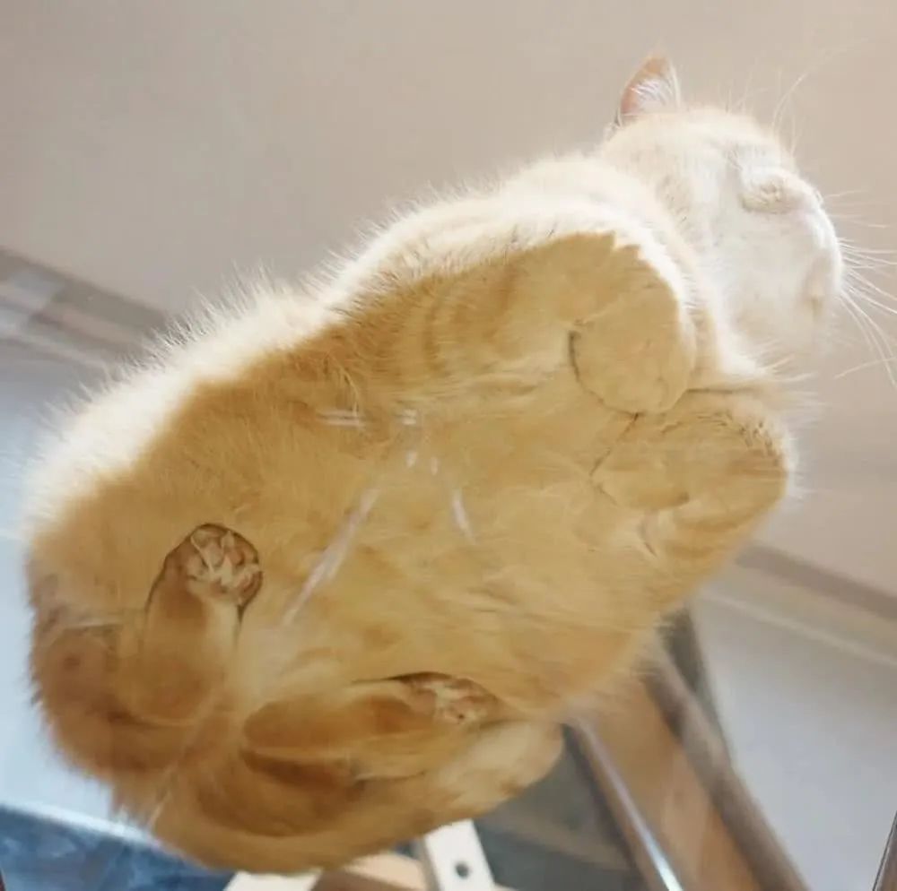 一组温暖治愈的猫咪揣手手图片:猫咪们可真是太"心机"了!