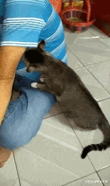 搞笑gif:主人,你这什么味道!比我的猫薄荷还带劲