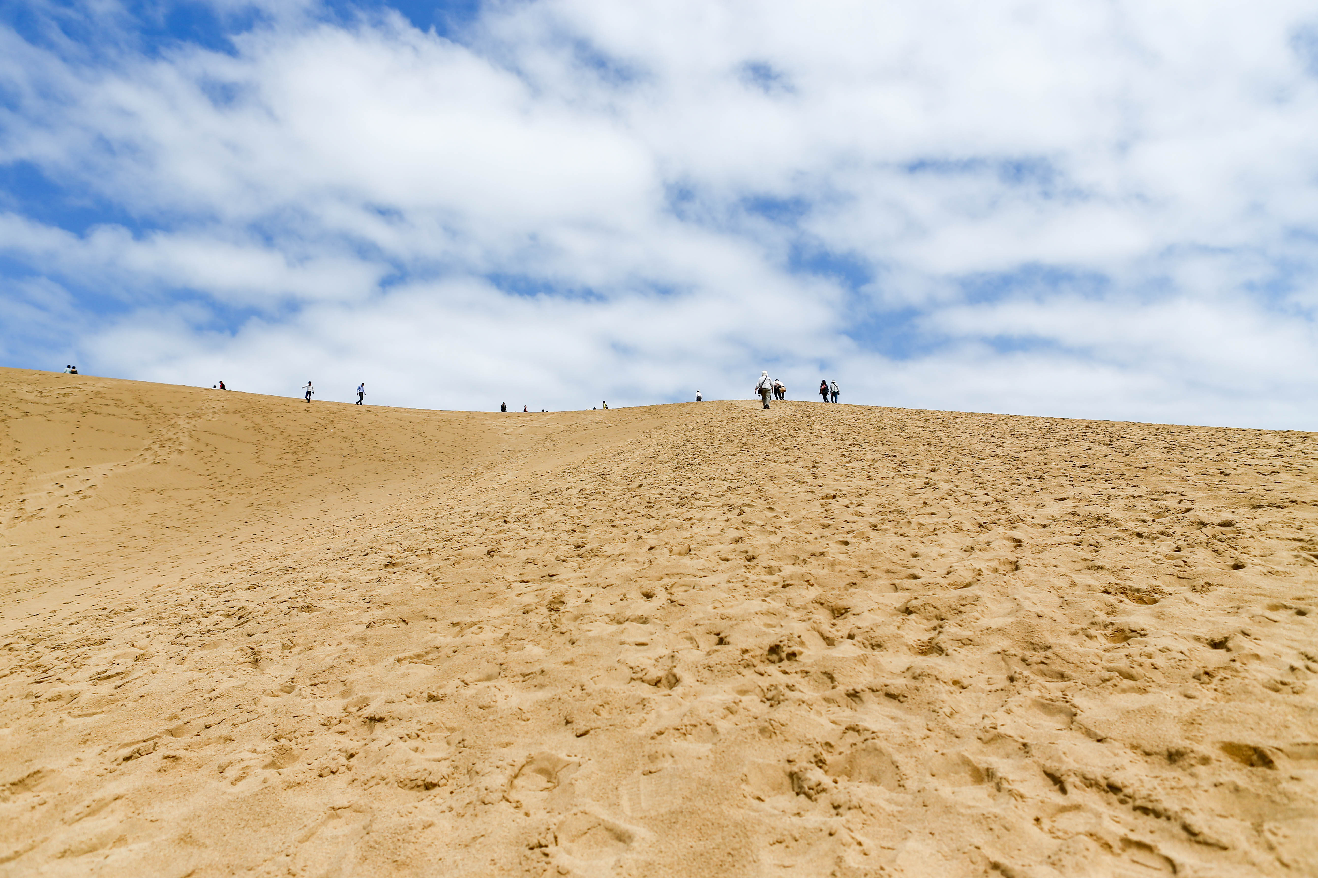 鸟取治沙:最后的一平方公里沙丘(3)